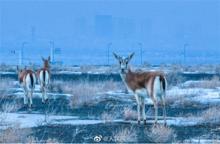 鹅喉羚组团戈壁踏春