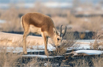 鹅喉羚组团戈壁踏春