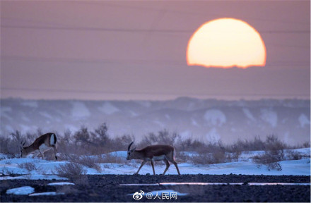 鹅喉羚组团戈壁踏春