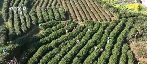 感受彝族风情 四川马边打造乡村特色旅游