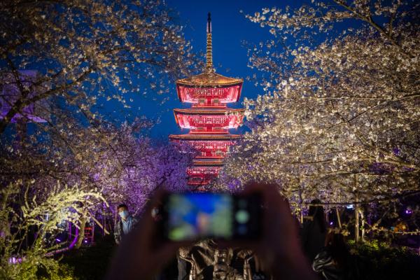 武汉:“赏花经济”促旅游市场人气攀升 武汉:“赏花经济”促旅游市场人气攀升