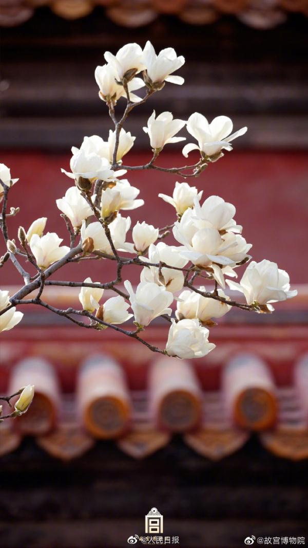 壁纸上新！故宫红墙和白玉兰有多配