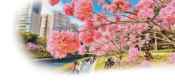 深圳入围国内20大赏花胜地