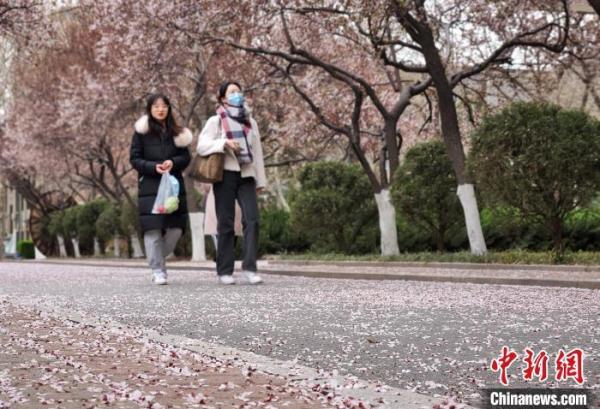 山东高校现“繁花大道” 学子宛若画中游