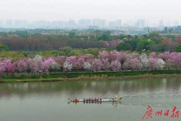 别的地方在下雪，广东人却还穿着短袖赏花？冷空气何时来？