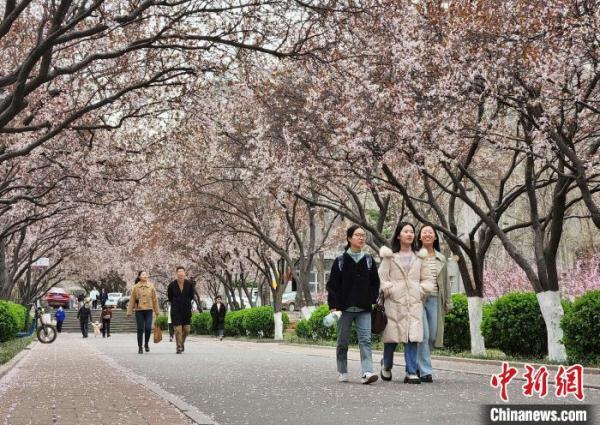山东高校现“繁花大道” 学子宛若画中游