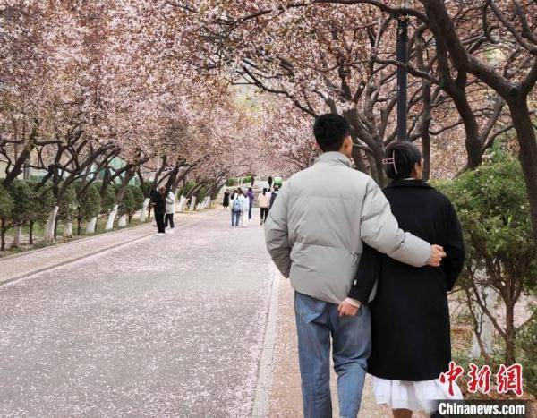 山东高校现“繁花大道” 学子宛若画中游
