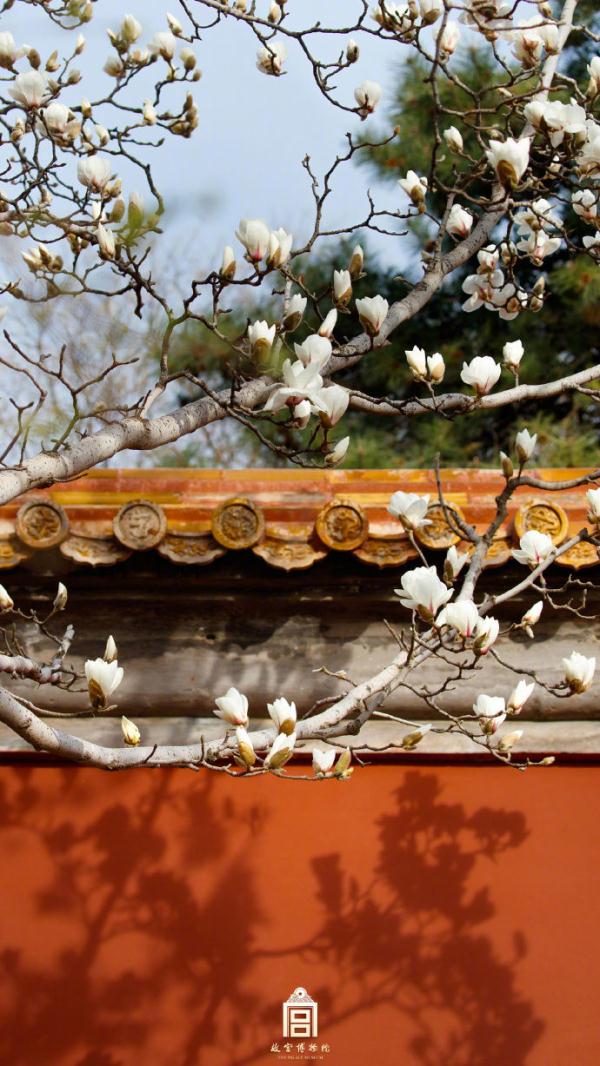 壁纸上新！当故宫红墙遇见白玉兰