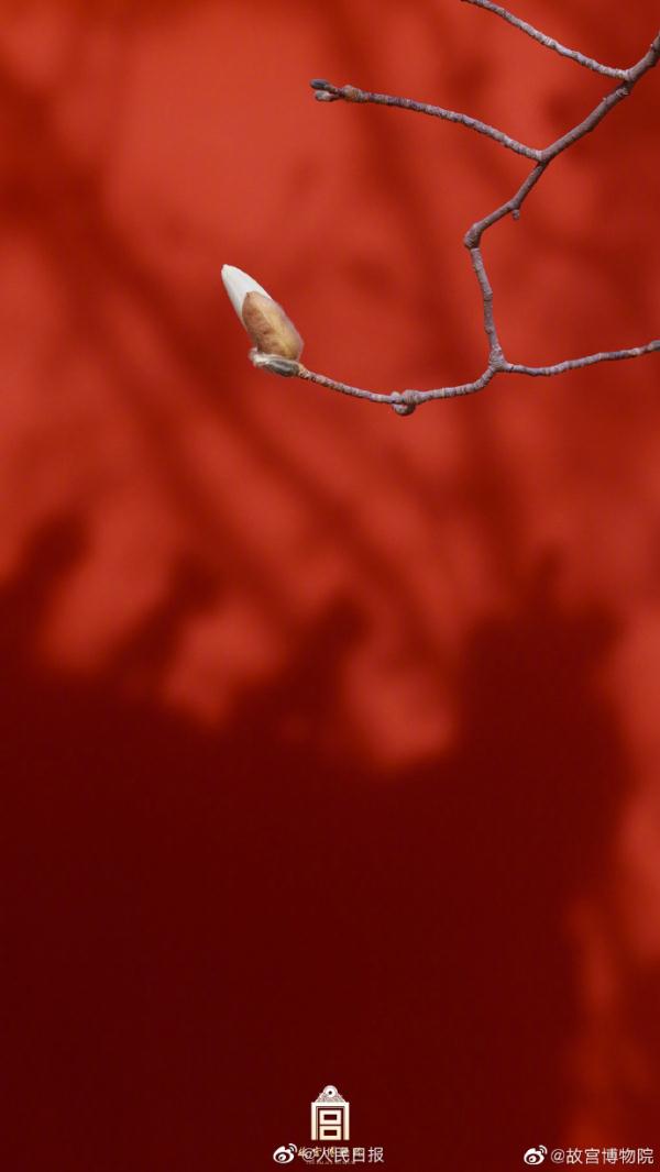 壁纸上新！故宫红墙和白玉兰有多配