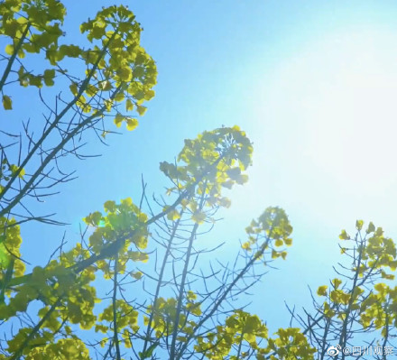 溢出屏幕的春!四川千亩油菜花翻滚成金海 溢出屏幕的春!四川千亩油菜花翻滚成金海