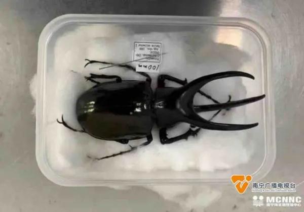 国家禁止携带入境！南宁海关查获一强攻击性物种→