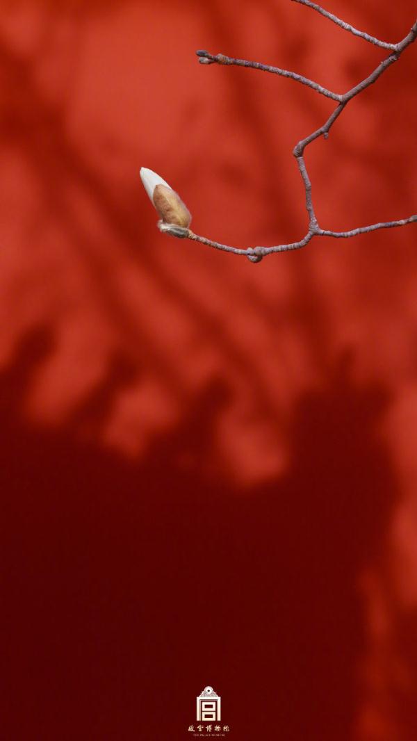 壁纸上新！当故宫红墙遇见白玉兰