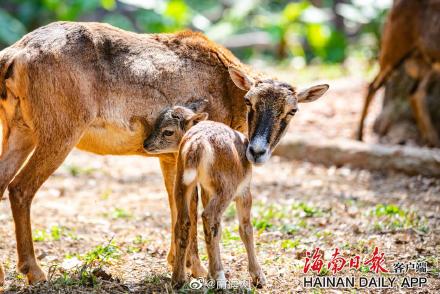 海南热带野生动植物园来了“新朋友” 海南热带野生动植物园来了“新朋友”