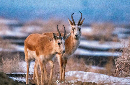 鹅喉羚组团戈壁踏春