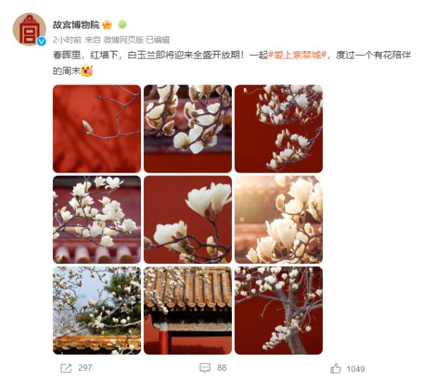 壁纸上新！当故宫红墙遇见白玉兰