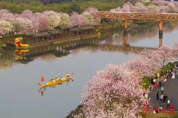 别的地方在下雪，广东人却还穿着短袖赏花？冷空气何时来？