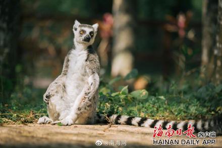 海南热带野生动植物园来了“新朋友” 海南热带野生动植物园来了“新朋友”