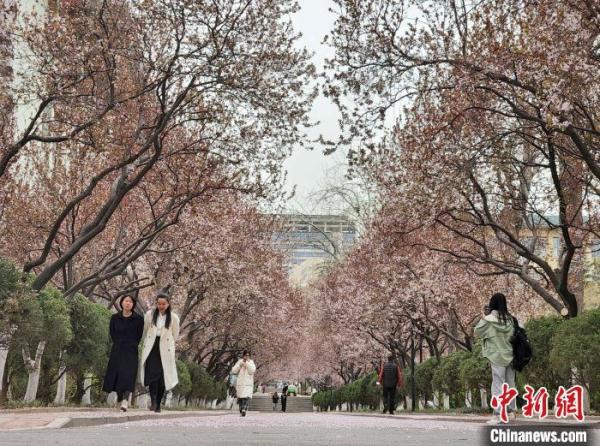 山东高校现“繁花大道” 学子宛若画中游