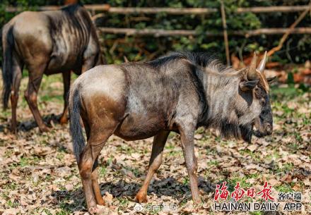 海南热带野生动植物园来了“新朋友” 海南热带野生动植物园来了“新朋友”