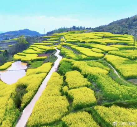 溢出屏幕的春!四川千亩油菜花翻滚成金海 溢出屏幕的春!四川千亩油菜花翻滚成金海