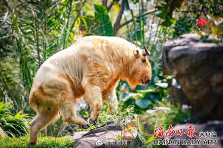 海南热带野生动植物园来了“新朋友” 海南热带野生动植物园来了“新朋友”