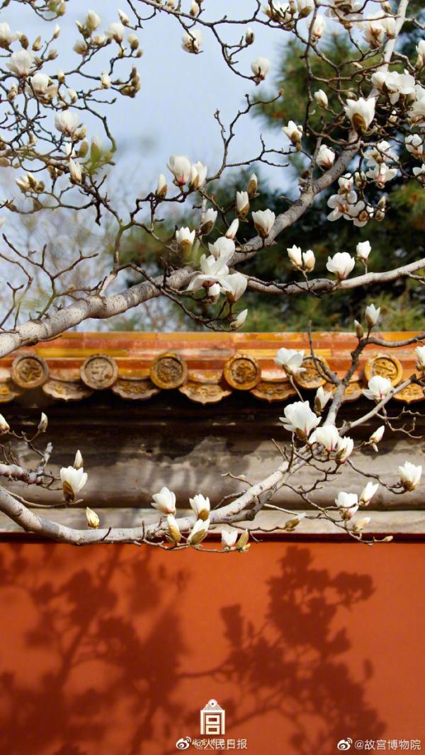 壁纸上新！故宫红墙和白玉兰有多配