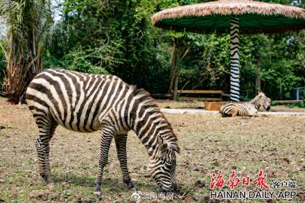 海南热带野生动植物园来了“新朋友” 海南热带野生动植物园来了“新朋友”