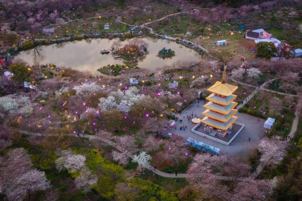 武汉:“赏花经济”促旅游市场人气攀升 武汉:“赏花经济”促旅游市场人气攀升