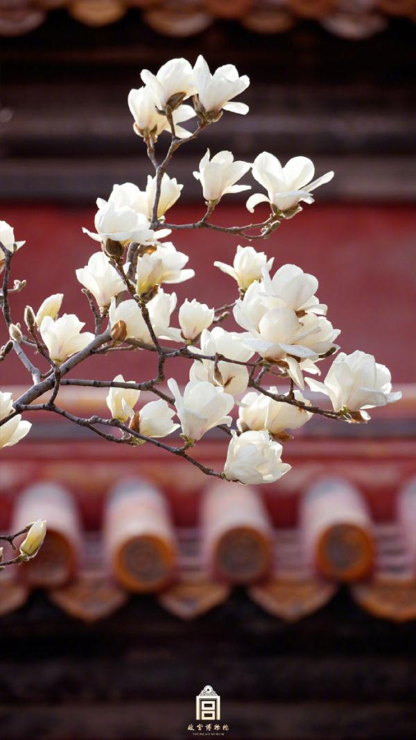 壁纸上新！当故宫红墙遇见白玉兰