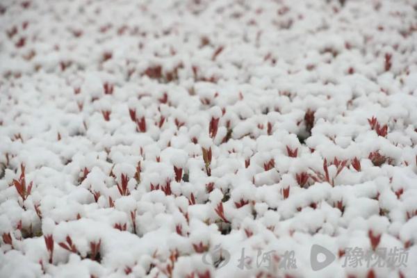 河南多地迎雨雪!专家:这场“及时雨”能为全省节省10亿元左右灌溉费 河南多地迎雨雪!专家:这场“及时雨”能为全省节省10亿元左右灌溉费