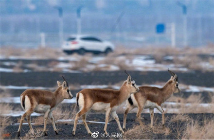 鹅喉羚组团戈壁踏春