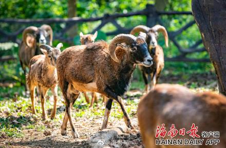 海南热带野生动植物园来了“新朋友” 海南热带野生动植物园来了“新朋友”