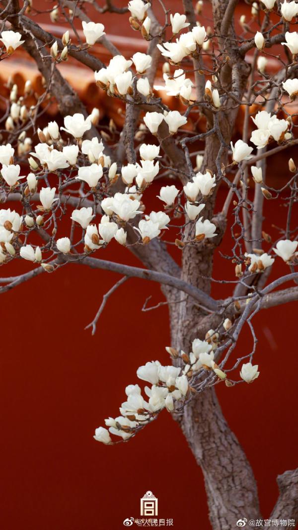 壁纸上新！故宫红墙和白玉兰有多配