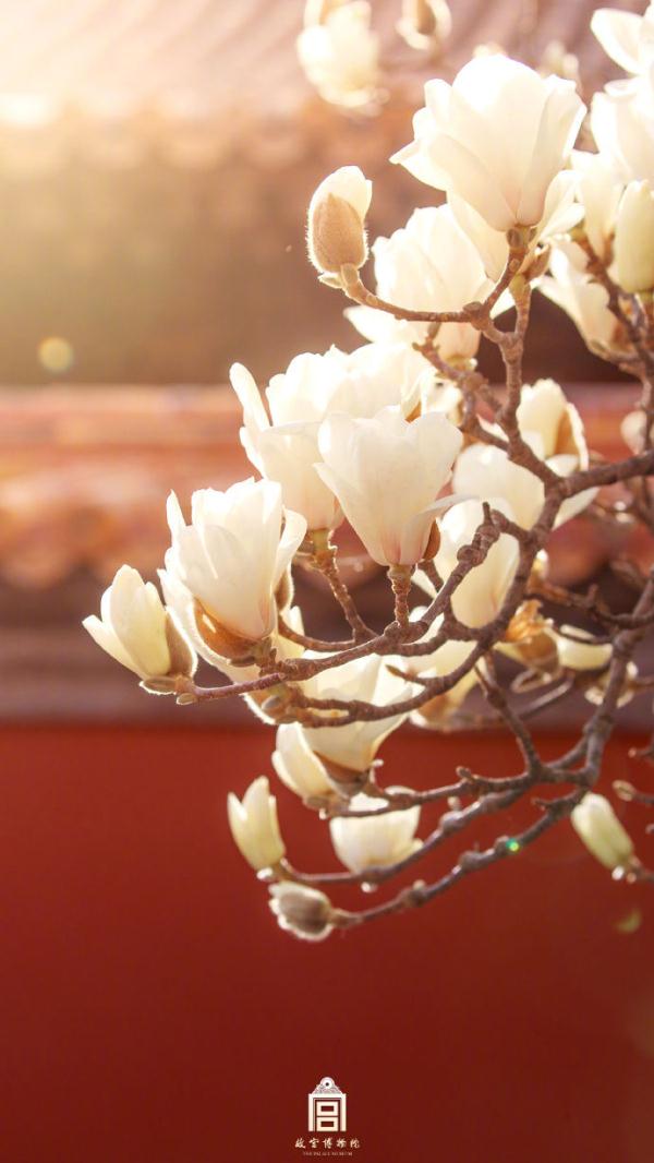 壁纸上新！当故宫红墙遇见白玉兰