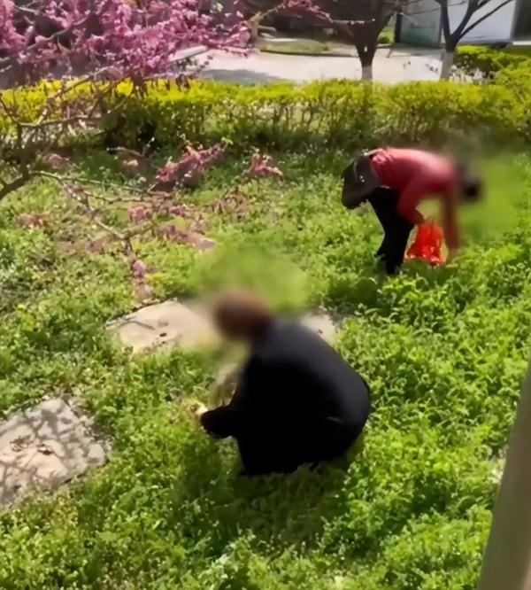 大爷大妈疑似挖走大学生“毕业论文”