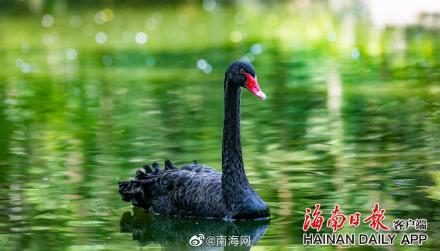 海南热带野生动植物园来了“新朋友” 海南热带野生动植物园来了“新朋友”