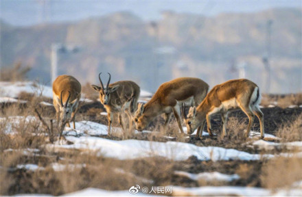 鹅喉羚组团戈壁踏春