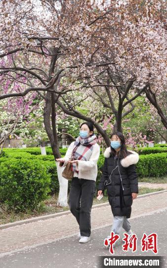 山东高校现“繁花大道” 学子宛若画中游