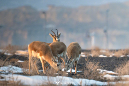 鹅喉羚组团戈壁踏春