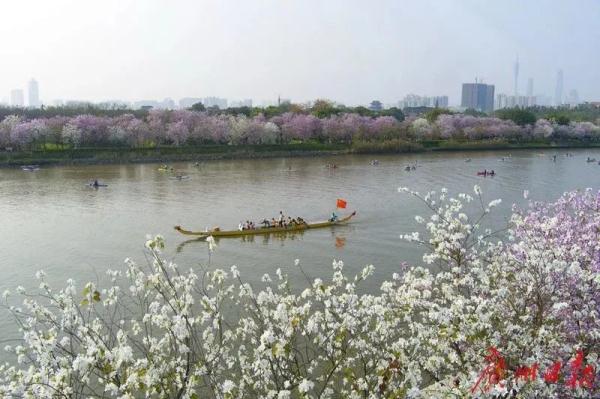 别的地方在下雪，广东人却还穿着短袖赏花？冷空气何时来？