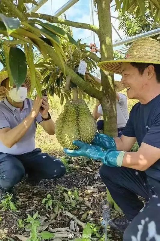 “榴莲自由”指望广西老表？抱歉，我们可能做不到……