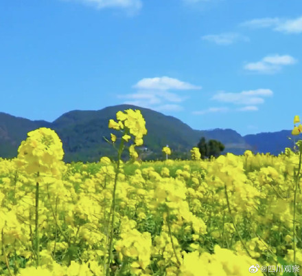 溢出屏幕的春!四川千亩油菜花翻滚成金海 溢出屏幕的春!四川千亩油菜花翻滚成金海