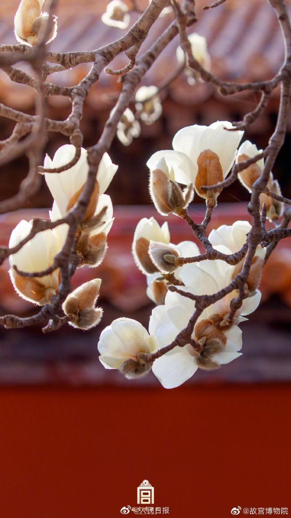壁纸上新！故宫红墙和白玉兰有多配