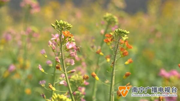 短袖准备好!下周南宁气温将升至30℃+ 短袖准备好!下周南宁气温将升至30℃+