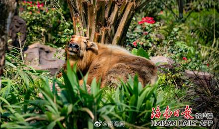 海南热带野生动植物园来了“新朋友” 海南热带野生动植物园来了“新朋友”