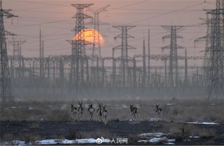 鹅喉羚组团戈壁踏春