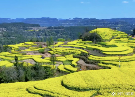溢出屏幕的春!四川千亩油菜花翻滚成金海 溢出屏幕的春!四川千亩油菜花翻滚成金海
