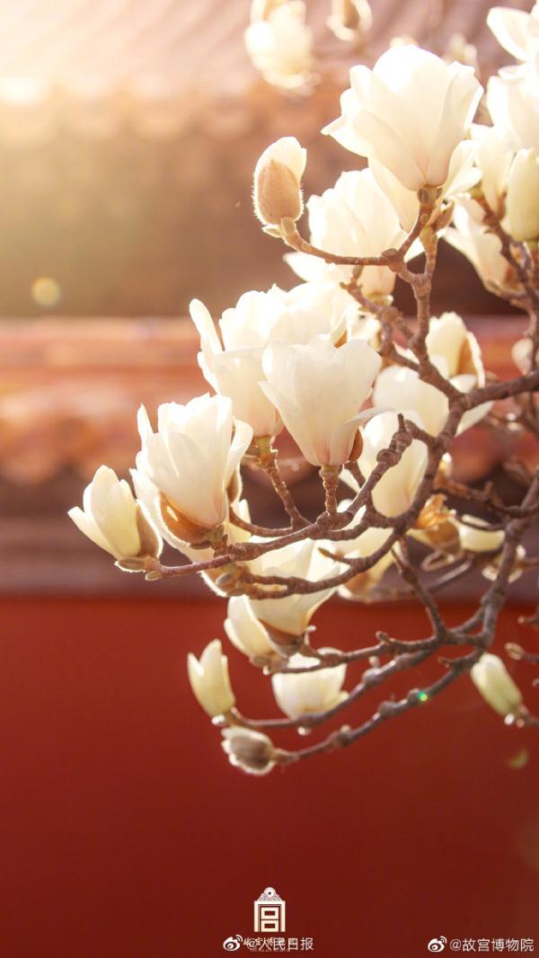 壁纸上新！故宫红墙和白玉兰有多配