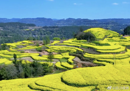 溢出屏幕的春!四川千亩油菜花翻滚成金海 溢出屏幕的春!四川千亩油菜花翻滚成金海