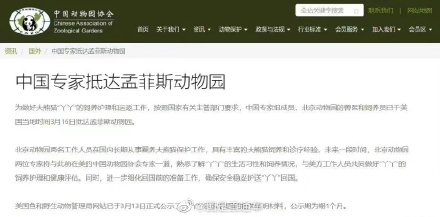 中国专家组抵达孟菲斯动物园 中国专家组抵达孟菲斯动物园